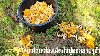 เก็บเห็ดเหลืองเห็ดมันปูดอกงามๆวันนี้หมานสุดๆเลยจ้า