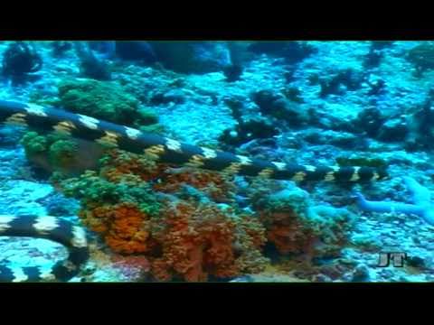 Sea Snake, Giftige Seeschlange, Part.1, poisonous animal, Apo Reef / Pandan Island / Sablayan / Philippinen,Philippinen