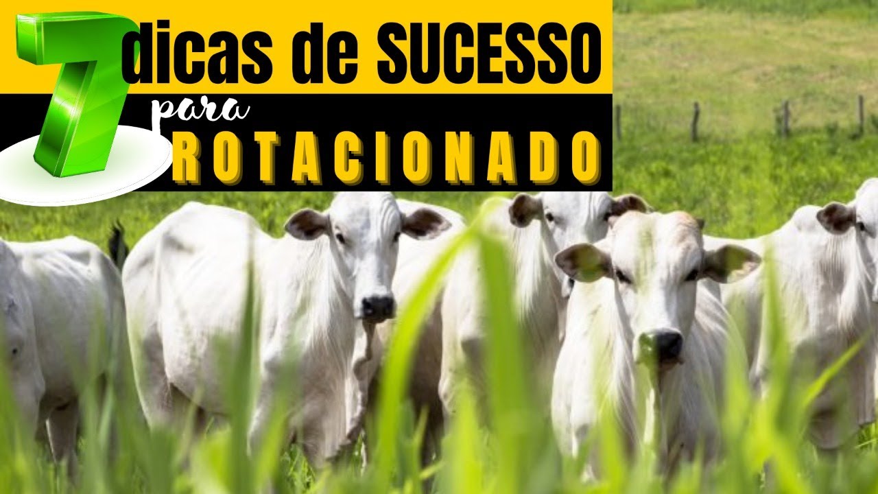 7 dicas de sucesso de Pastejo Rotacionado