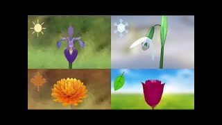 Photoperiodic Flowering - Part 1