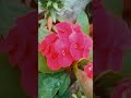 Har Dhadkan Mein Pyaas Hai Teri Video Gardening Nature Trending Plants