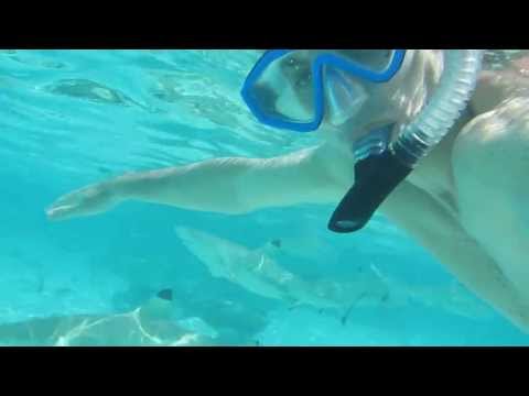 Swimming with sharks in French Polynesia