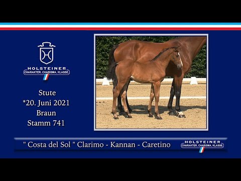 Holsteiner Online-Fohlenauktion am 18. September 2021| Nr. 16 Costa del Sol