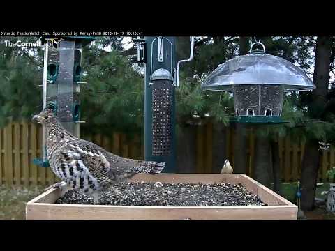 Ruffed Grouse Vocalizes Before Taking Off From Feeder Platform – Oct. 17, 2018