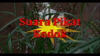 Download lagu SUARA PIKAT KODOK, Kodok dijamin mendekat mp3 Download lagu SUARA PIKAT KODOK, Kodok dijamin mendekat mp3