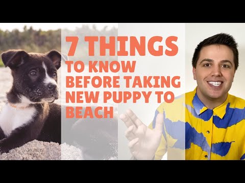 Puppy Beach Trip the 7 Things You NEED TO KNOW [First Dog Beach Trip]
