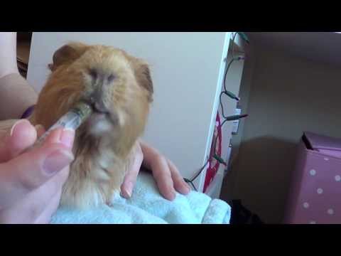 What You Can Do If Your Guinea Pig Stops Eating