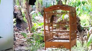 Download lagu Burung lincang kuning mencancang panjang mp3