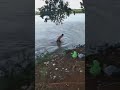 Detik Detik Buaya Memakan Manusia