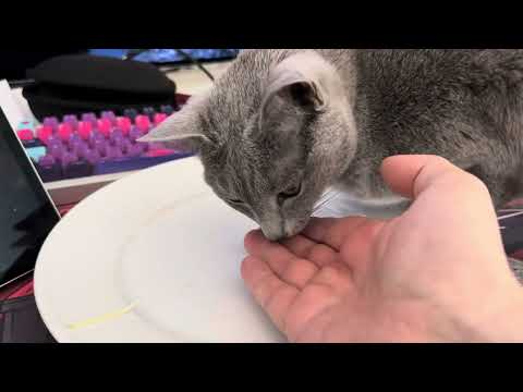 Ekaterina eats cabbage so I don’t have to