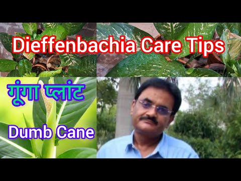 , title : 'Dieffenbachia Care Tips. Benefits And Drawbacks. Propagation & Precautions. गूंगा गन्ना की देखभाल.'