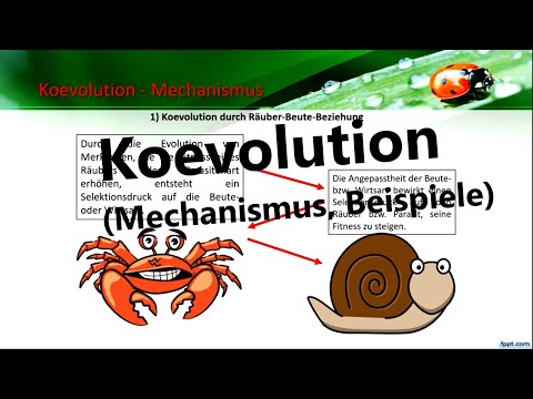 What is coevolution? Mechanism + Examples (Biology, Evolution)