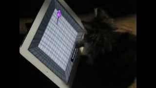 Kitten playing on an iPad