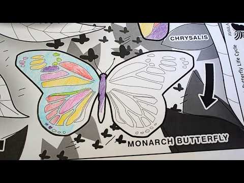 Quiver Butterflies