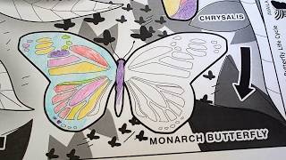 QuiverVision - Western Monarch Butterfly