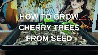 Growing Cherry Trees from Seed