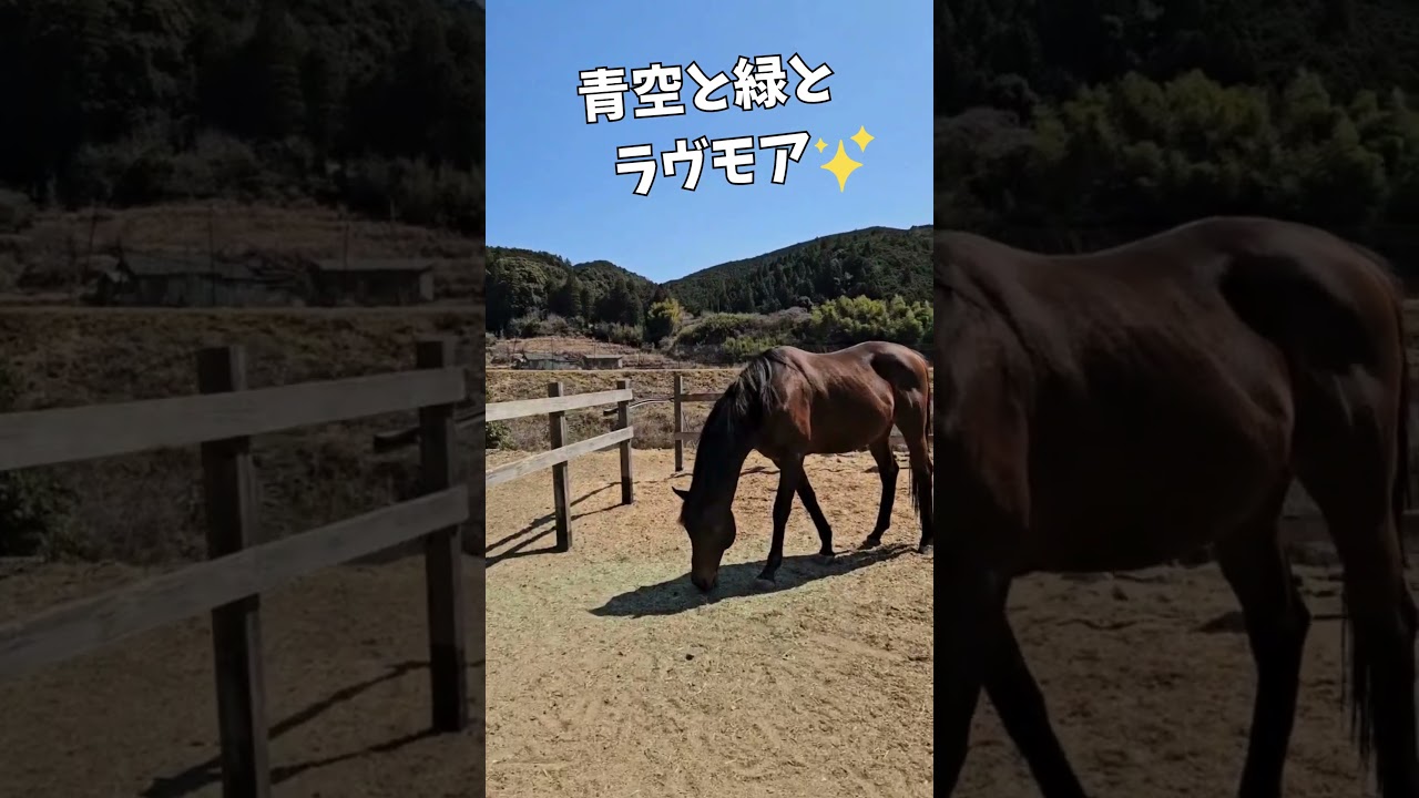 何でもありの自由過ぎる牧場がこちらです！＃引退競走馬＃ポニー＃道産子＃ヤギ