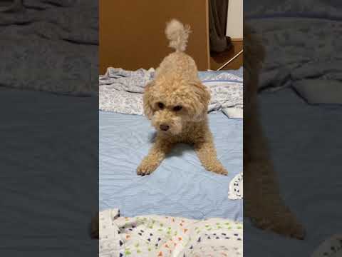 こども学科 【初ショート投稿】ハチの誘い