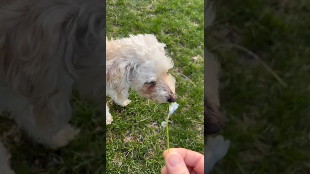 Enlarge Ernie, a ADOPTABLE mixed breed in London, ON video 6/6