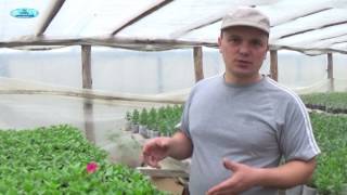 Чем подкармливать петунию для обильного цветения