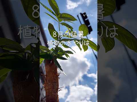 重曹で植物に水をやることができますか?その理由は何ですか?使い方の5つの工夫！  庭園