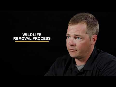 The Critter Control Process | Wildlife Removal & Control