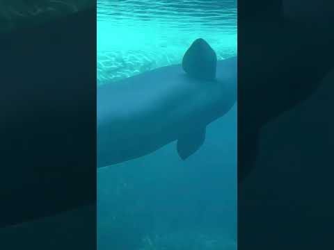 Fort Irwin Boss San Diego Sea World Trip! #reels #trending