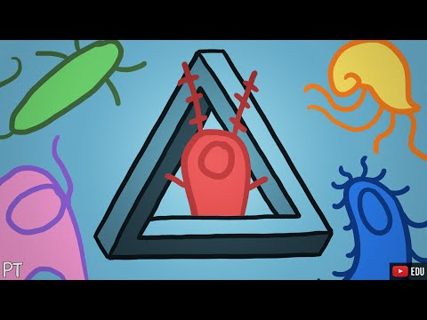 O paradoxo do plâncton | Minuto da Terra