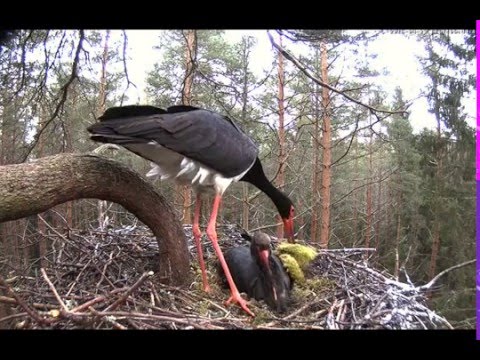 2016 04 23 06h44m04s must toonekurg  Male brougt a bundle moss