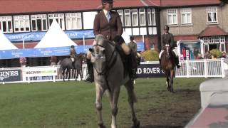 4 year old ISH x Creevagh Grey Rebel (ID)