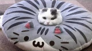 Funny Cat Videos That Will Make You Laugh Out Loud🤣🐶 NEW Funny Cat Videos