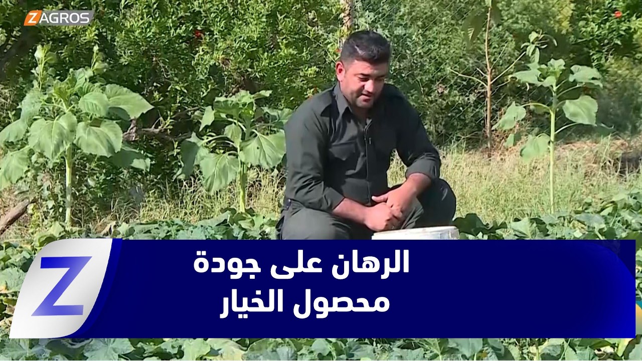 فيديو | #حلبجة.. مزارع يراهن على جودة محصول الخيار على حساب الكمية