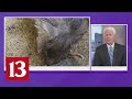 Indy Zookeeper Hurt While Working With Warthogs