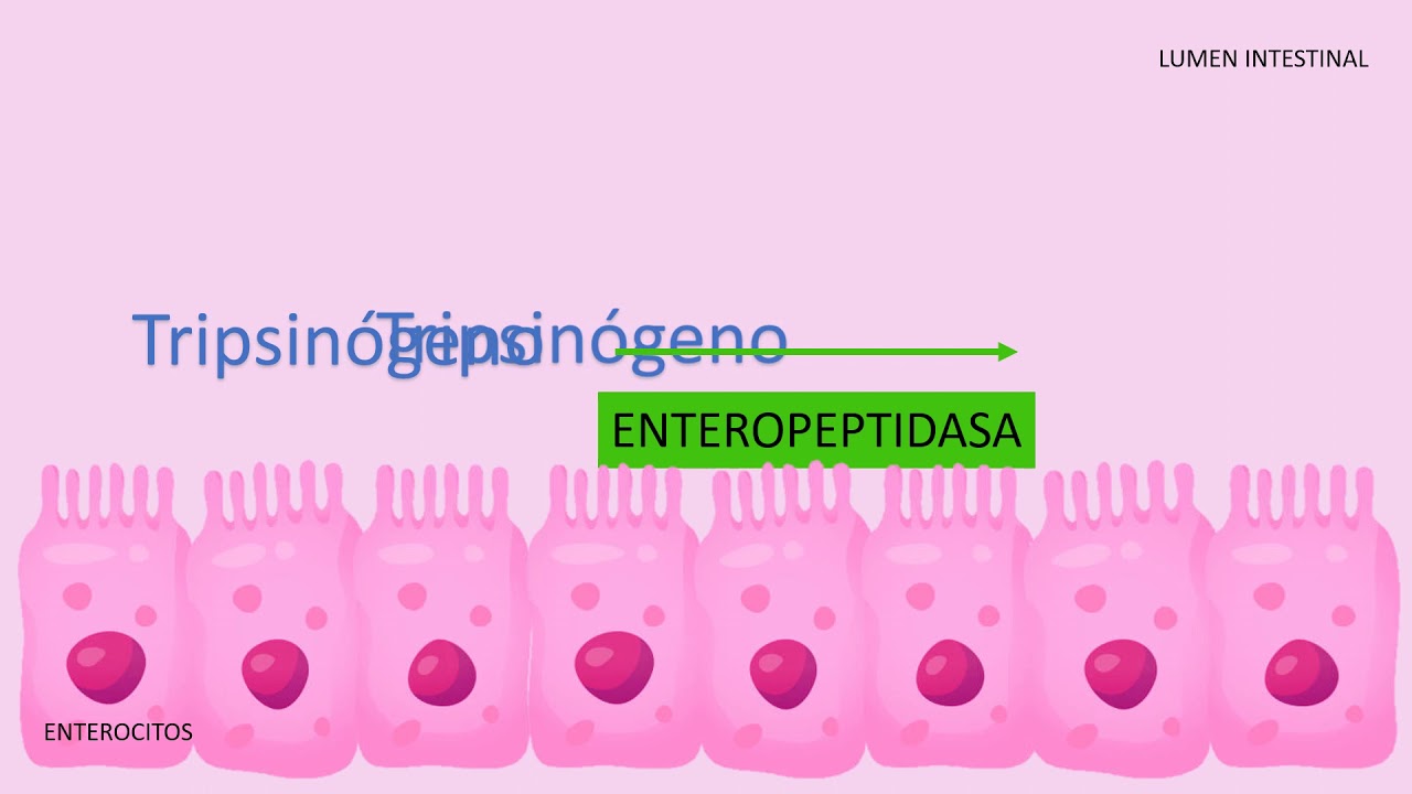 Digestión y absorción de proteínas