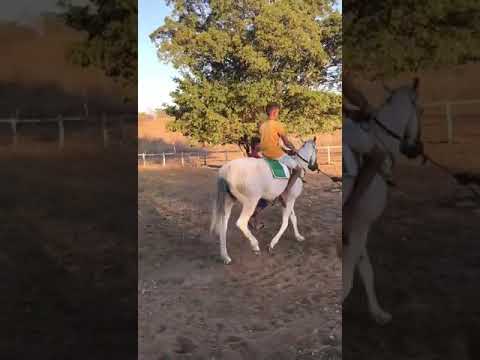 APRESENTAÇÃO DOS ANIMAIS DO GP HARAS FARTURA 2020