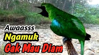 Download lagu Terapi Alam Cucak Ijo Juara – Crystal River Sound with Premium Masteran mp3