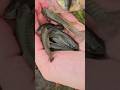 Catching Mummichogs In A Homemade Trap