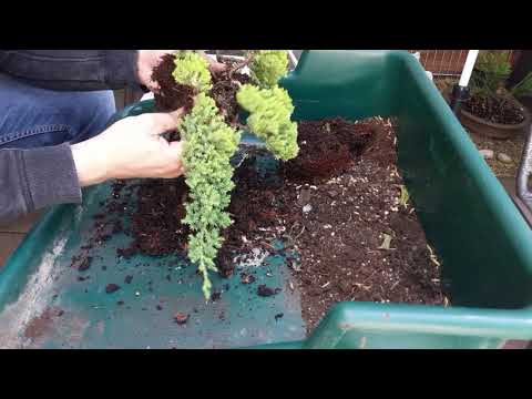 Zwergwacholder Bonsai for 20 €