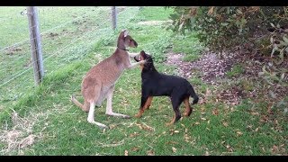 Dogs vs Kangaroo Fight to Death - Wild Dogs attack Kangaroo