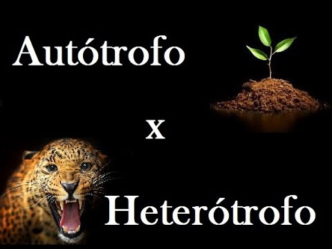 Autótrofo e Heterótrofo: não é tão simples assim!