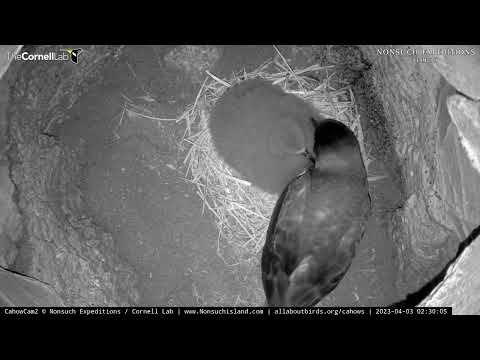 Bermuda Petrel Returns To Underground Nesting Burrow To Feed Her Fluffy Chick | April 3, 2023