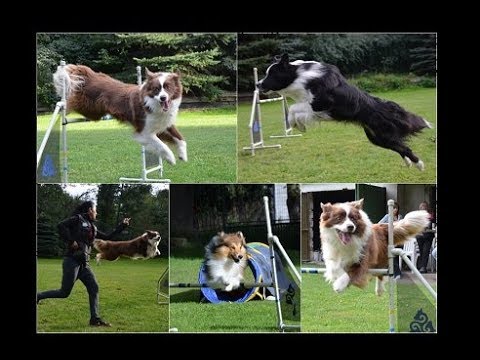 Agility trénink (7. 9. 2017) - ZKO Jirkov