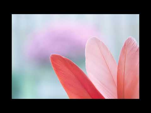 Andjeoska Molitva Zastite - Aleksandra Stakic