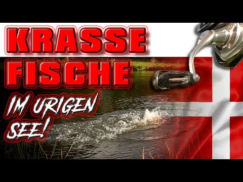 KRASSE Fische in DÄNEMARK! Forellenangeln mit FANGENSWERT am urigen Forellenteich!