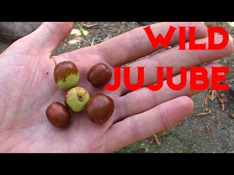 Wild Jujubes VS Cultivated ones - Weird Fruit Explorer Ep 249