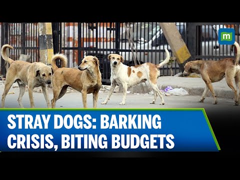 SC Order on Stray Dogs Exposes Years of Underspending, Rising Bite Cases Across Cities