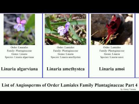 List of Angiosperms of Order Lamiales Family Plantaginaceae Part 4 linaria beardtongue kickxia eye