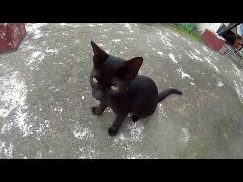 My Black cat (Bhutu) is playing with my cam....