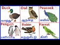 Birds Name பறவைகளின் பெயர்கள் Learn Birds Name In Tamil And Englis