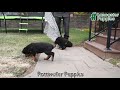 Rottweiler dogs for sale: Scout - Video 1